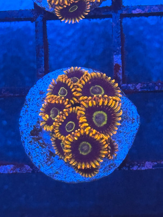 Rainbow Hornet Zoa