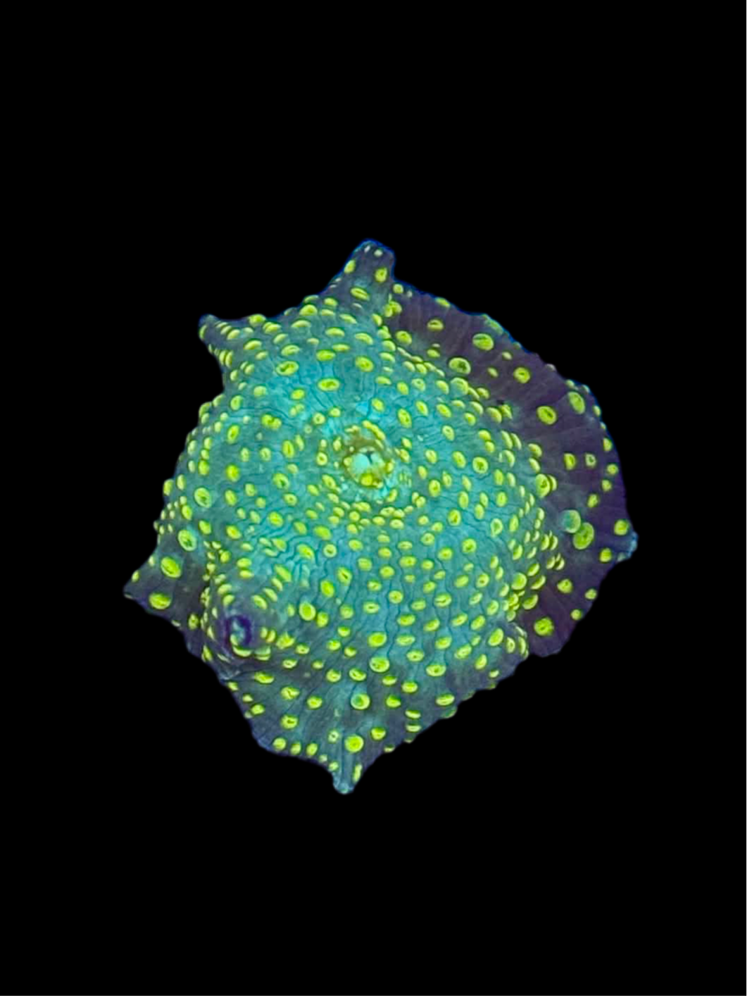 Electric Wasabi Mushroom - WYSIWYG