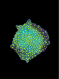 Electric Wasabi Mushroom - WYSIWYG