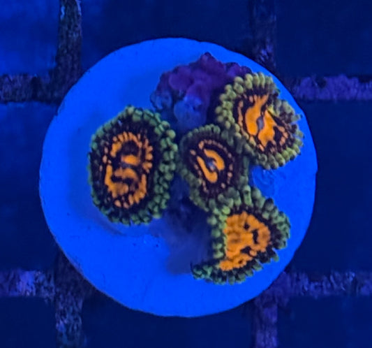 Sticker Shocker Zoa