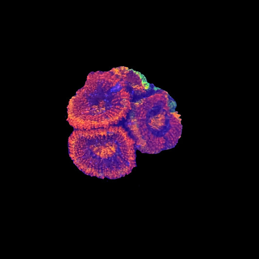 Ultra Acan (Various)