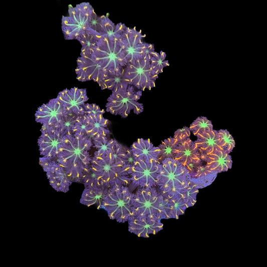Assorted Rainbow Clove Polyp