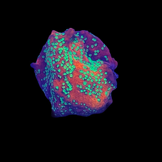 Platinum Halo Montipora