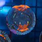 Rainbow Dynamite Chalice