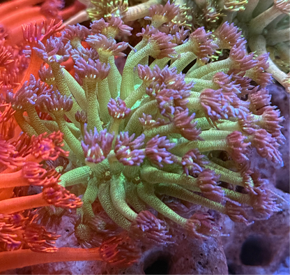 Glitter Goniopora Frag