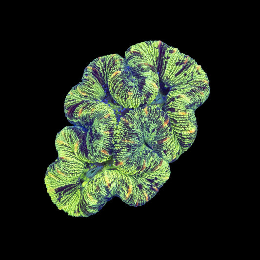 Electric Lime Trachy