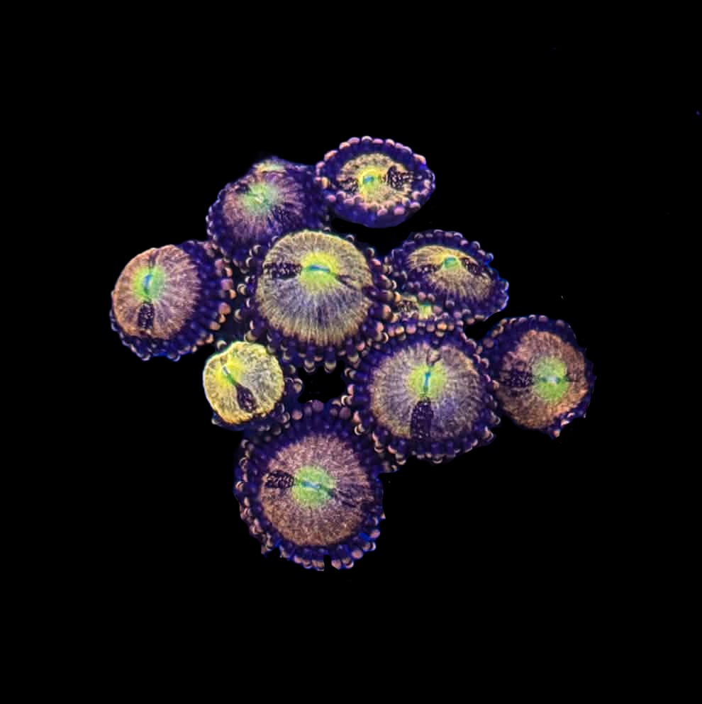 Halle Berry Zoa