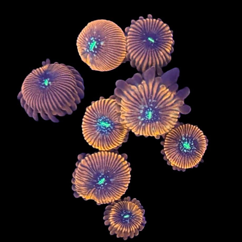 Magician Zoas