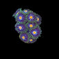 JF Stargazer Zoa