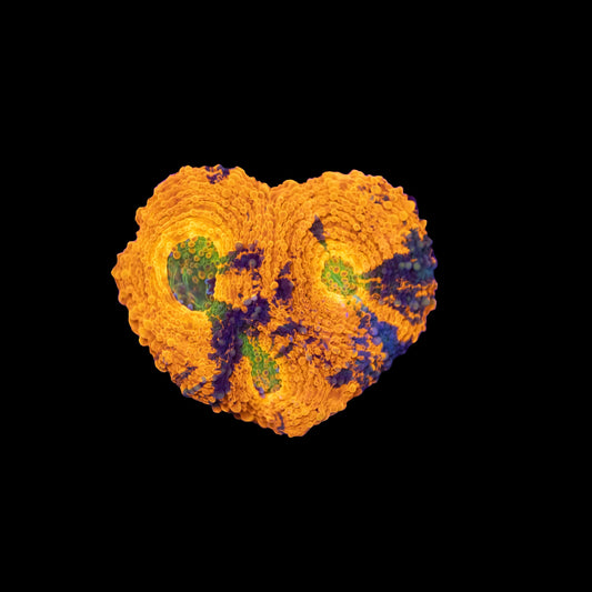 Marbled Orange Blue Acan Echinata