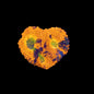 Marbled Orange Blue Acan Echinata