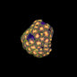 TSA Lady Hydra Dragon Zoa