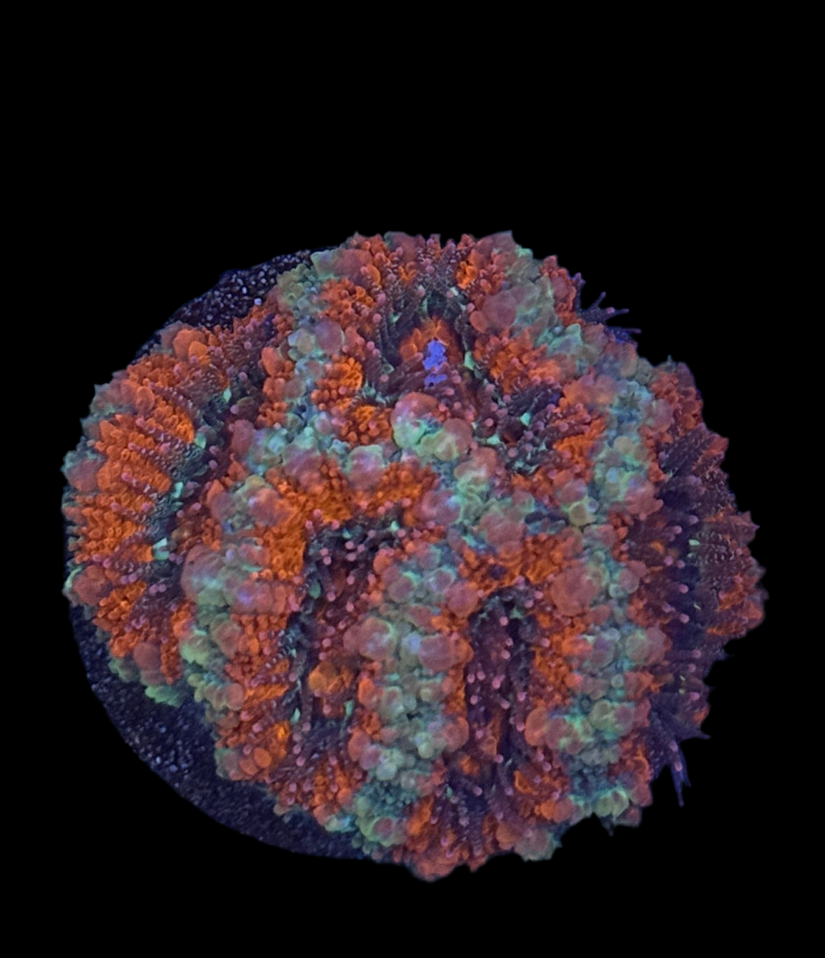 Acan Frag (Various Paterns)