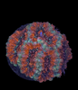 Acan Frag (Various Paterns)
