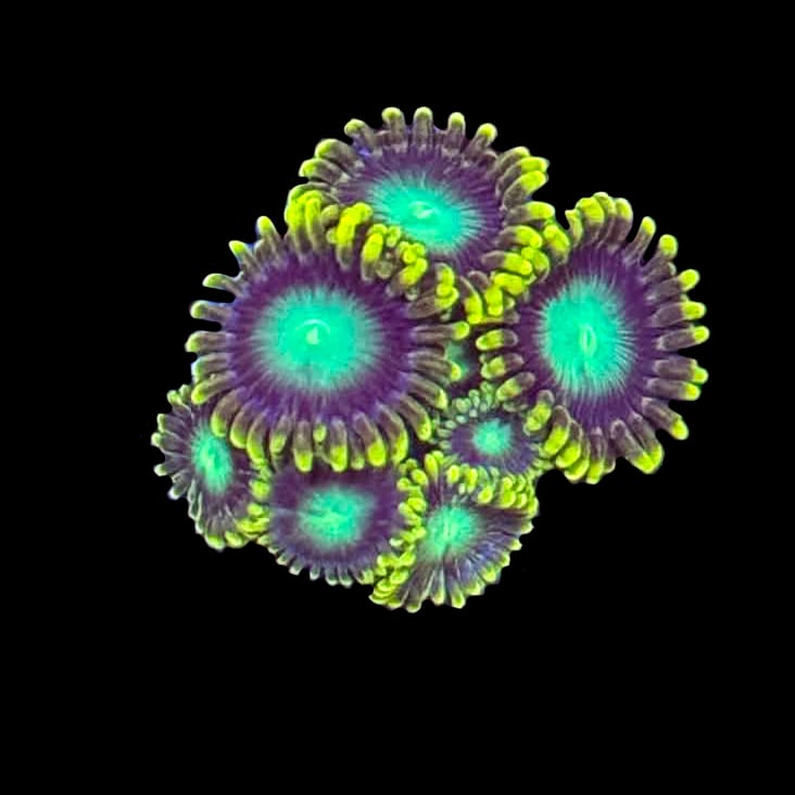 Radio Active Dragon Eye Zoa