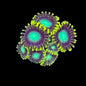 Radio Active Dragon Eye Zoa