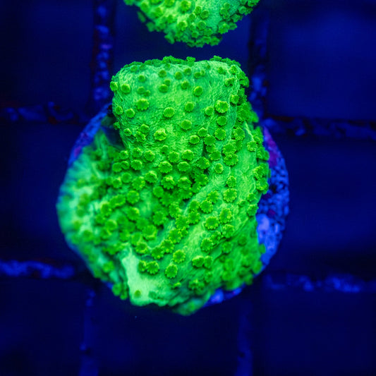 Neon Green Montipora