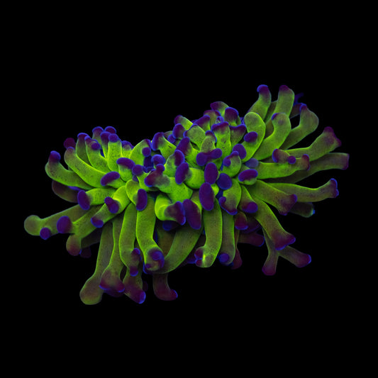 Purple Tip Green Stem Hammer
