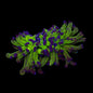 Purple Tip Green Stem Hammer