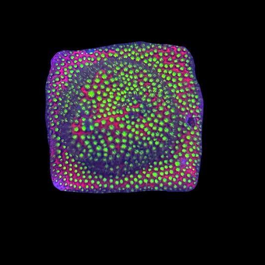 Electric Daisy stylo