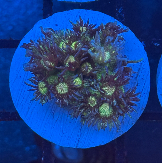 Glitter Goniopora Frag