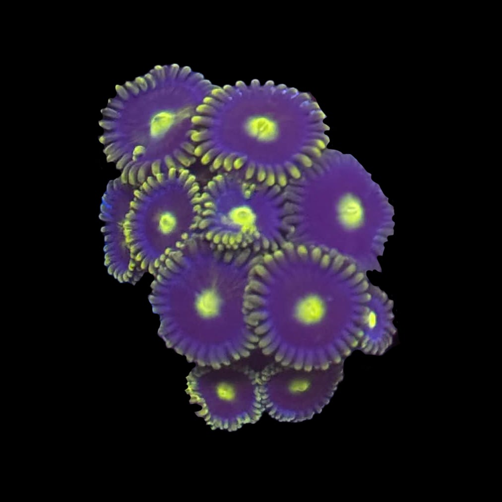 Blueberry Pie Zoa