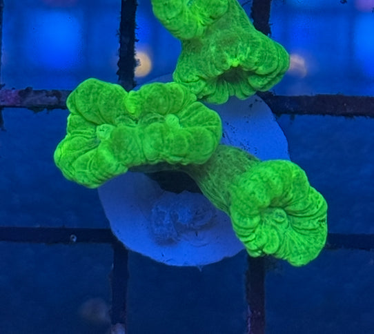 Neon Green Candy Cane