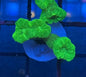 Neon Green Candy Cane