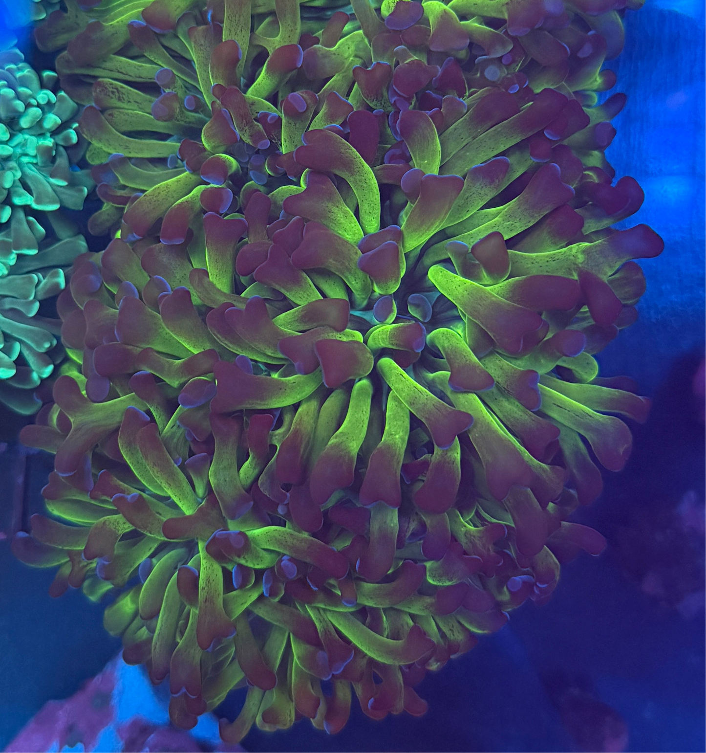 Purple tip Green Hammer