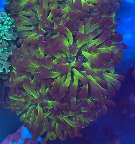 Purple tip Green Hammer