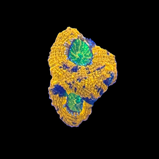 Marbled Orange Blue Acan Echinata