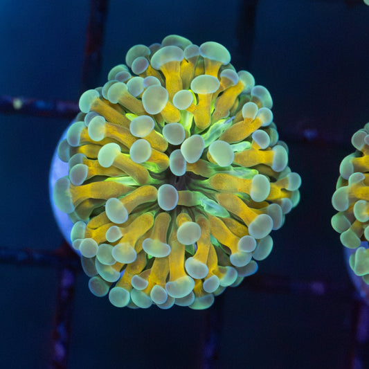 Glow Worm Hammer