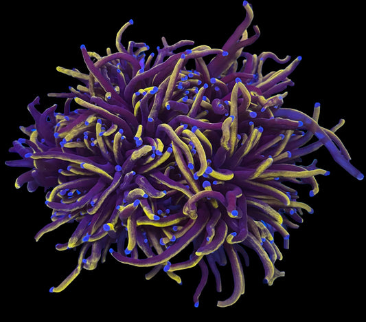 Golden Nightmare Torch