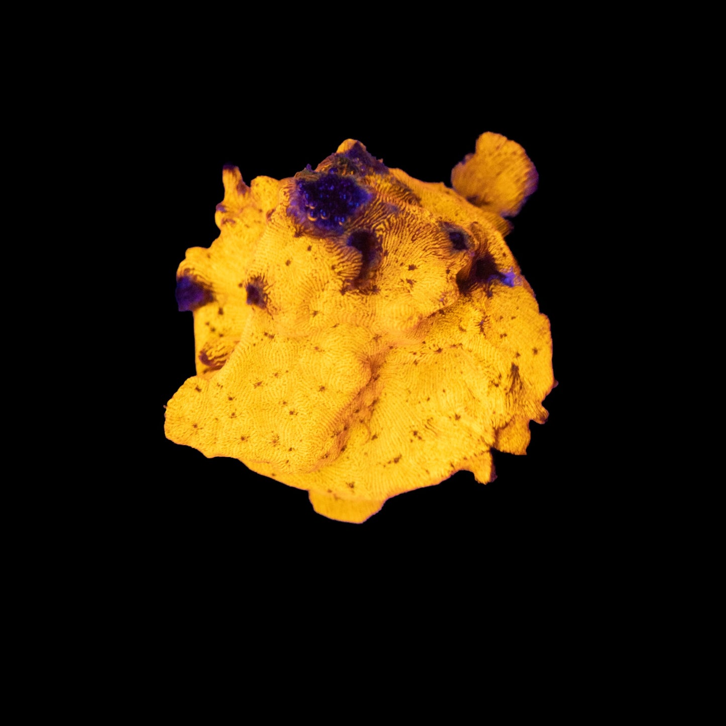 24k Gold Leptoseris