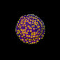 Firewalker Cyphastrea