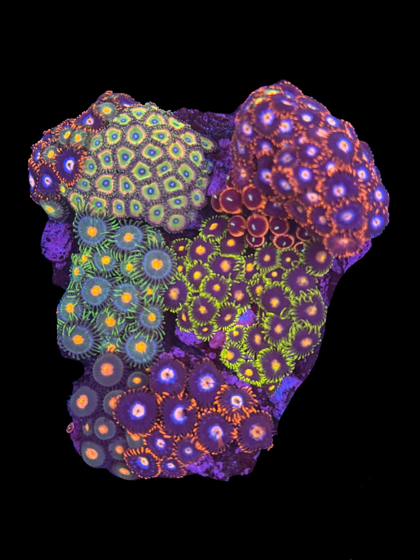 Zoa Garden - WYSIWYG