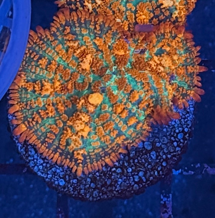 Forest Fire Rhodactis