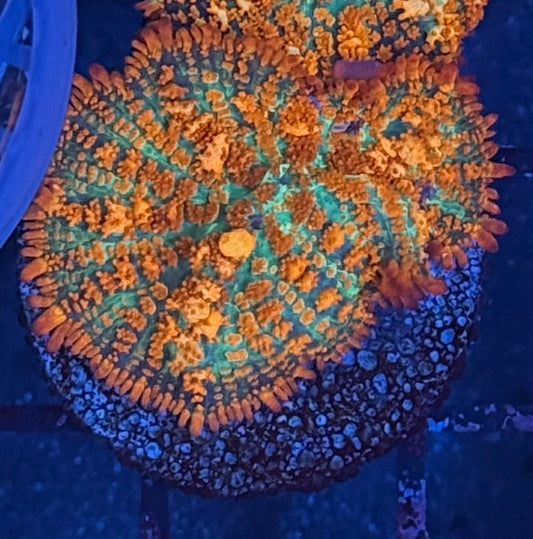 Forest Fire Rhodactis