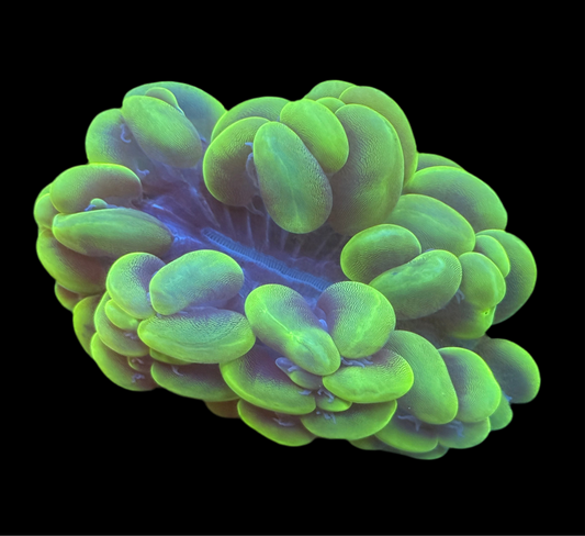 Bubble Coral Colony - 1