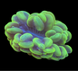 Bubble Coral Colony - 1
