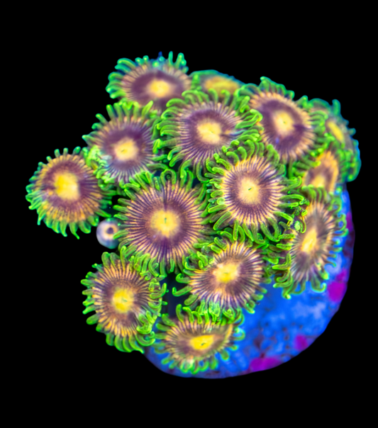 Lazer Lemon Zoa