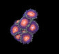 Royal Ember Zoa