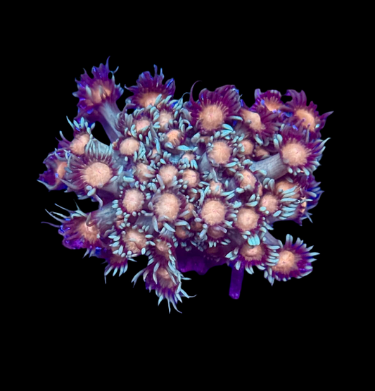 Nebula Goniopora