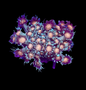 Nebula Goniopora