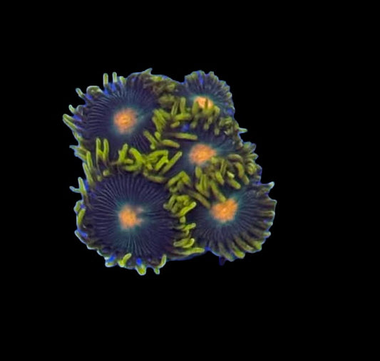 Green Bay Packer Zoa