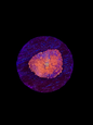 Inferno Mushroom - WYSIWYG