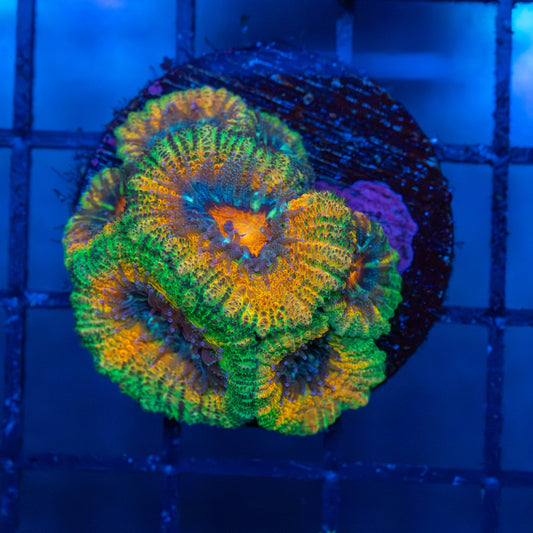 Rainbow Acan