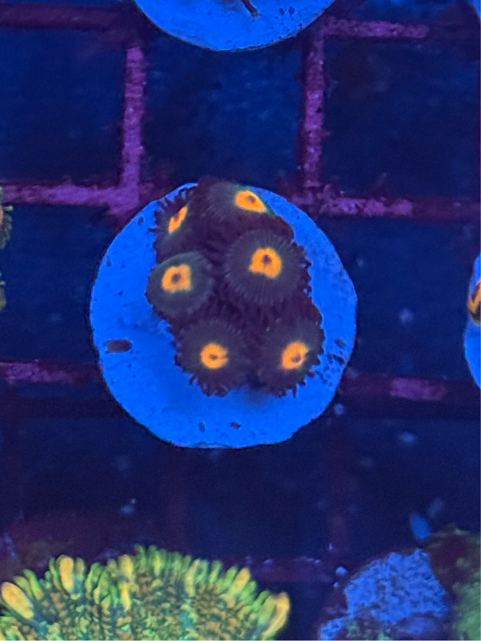 Gorilla Nipples Zoa