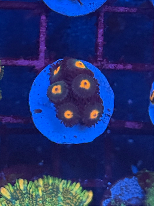 Gorilla Nipples Zoa