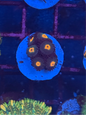 Gorilla Nipples Zoa